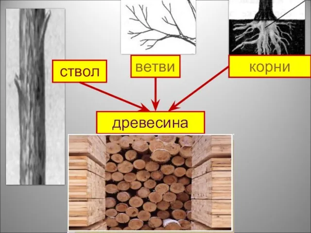 ствол ветви древесина корни