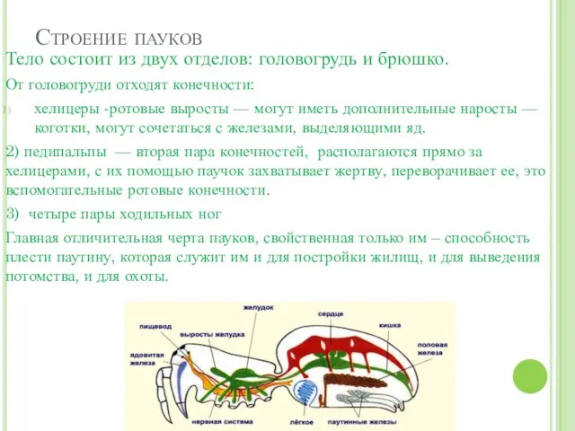 Строение пауков Тело состоит из двух отделов: головогрудь и брюшко. От головогруди отходят