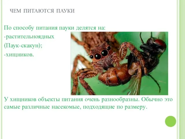 чем питаются пауки По способу питания пауки делятся на: -растительноядных (Паук-скакун); -хищников. У