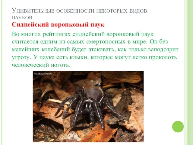 Удивительные особенности некоторых видов пауков Сиднейский воронковый паук Во многих рейтингах сиднейский воронковый