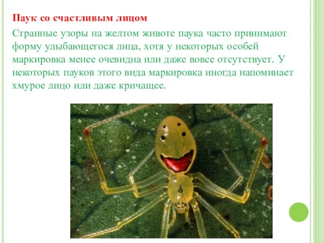 Паук со счастливым лицом Странные узоры на желтом животе паука часто принимают форму