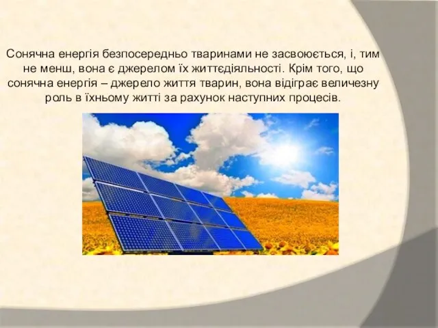 Сонячна енергія безпосередньо тваринами не засвоюється, і, тим не менш,