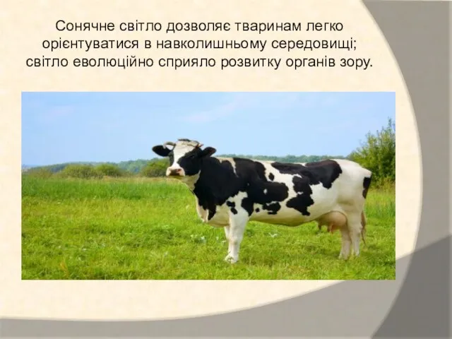 Сонячне світло дозволяє тваринам легко орієнтуватися в навколишньому середовищі; світло еволюційно сприяло розвитку органів зору.