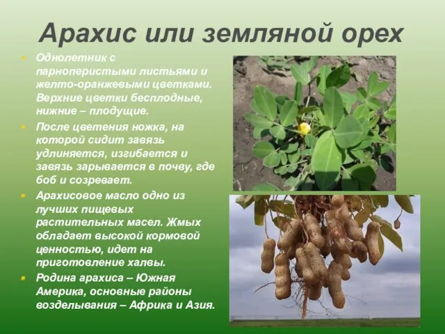 Арахис или земляной орех Однолетник с парноперистыми листьями и желто-оранжевыми