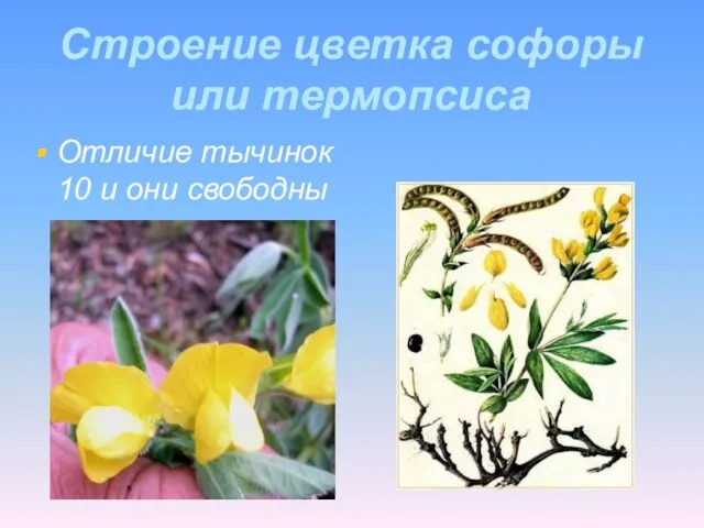 Строение цветка софоры или термопсиса Отличие тычинок 10 и они свободны