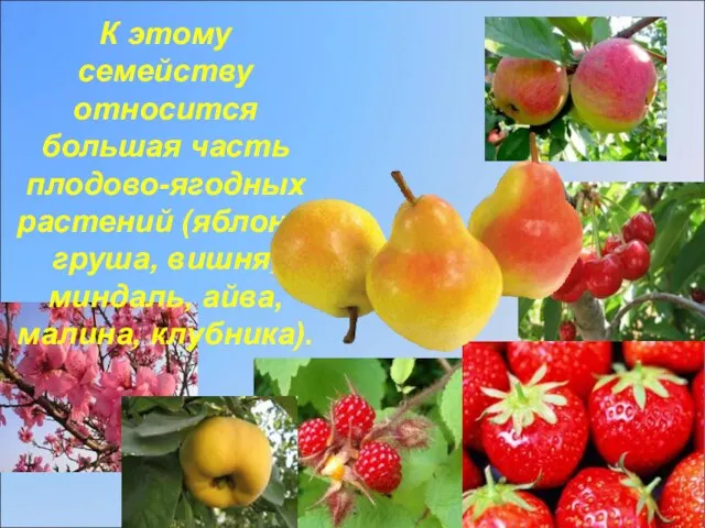 К этому семейству относится большая часть плодово-ягодных растений (яблоня, груша, вишня, миндаль, айва, малина, клубника).