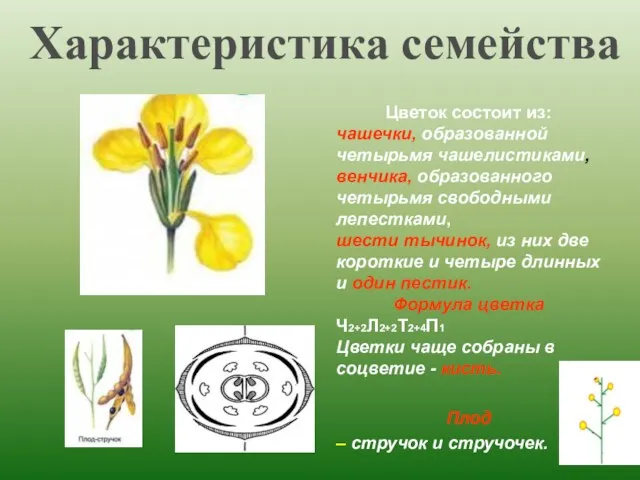 Цветок состоит из: чашечки, образованной четырьмя чашелистиками, венчика, образованного четырьмя