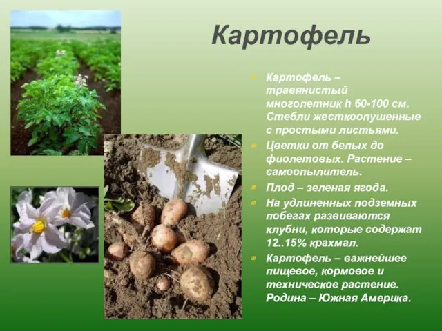 Картофель Картофель – травянистый многолетник h 60-100 см. Стебли жесткоопушенные