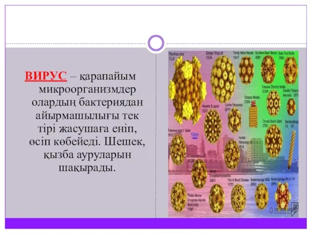 ВИРУС – қарапайым микроорганизмдер олардың бактериядан айырмашылығы тек тірі жасушаға