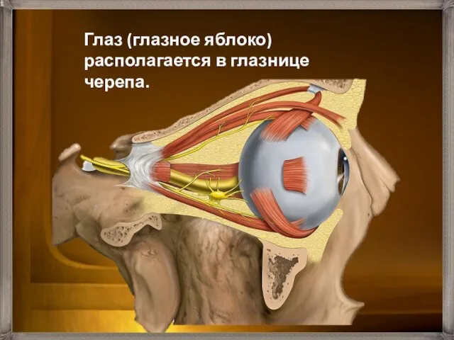 Глаз (глазное яблоко) располагается в глазнице черепа.