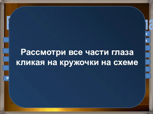 Внутреннее строение глаза. Радужная оболочка Сетчатка Слепое пятно Зрительный нерв