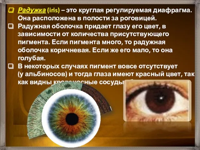 Радужка (iris) – это круглая регулируемая диафрагма. Она расположена в
