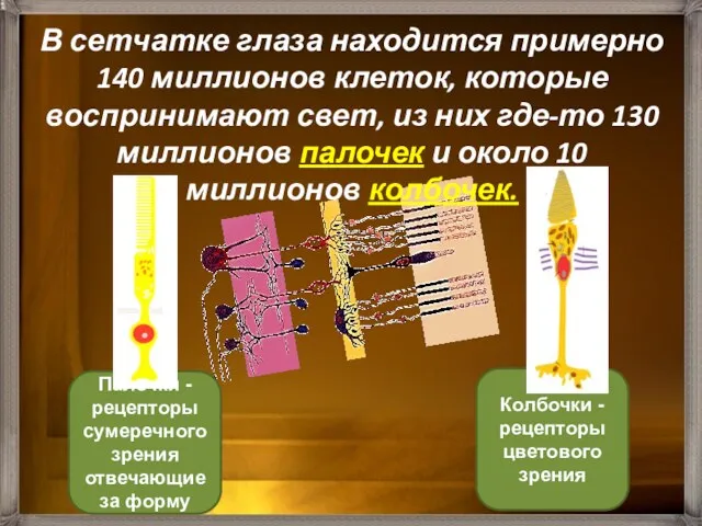 Колбочки - рецепторы цветового зрения Палочки - рецепторы сумеречного зрения