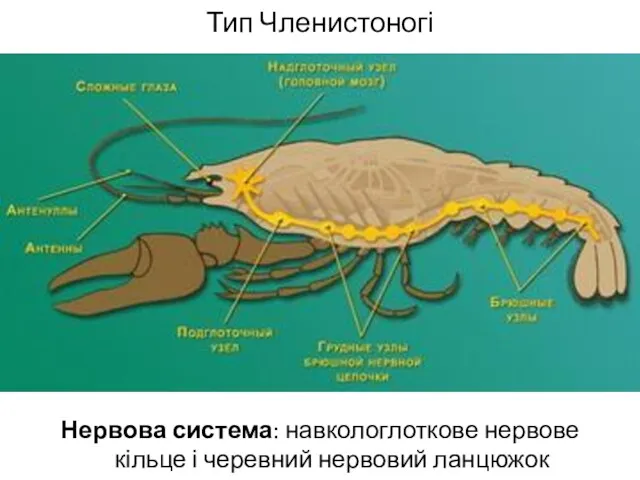 Тип Членистоногі Нервова система: навкологлоткове нервове кільце і черевний нервовий ланцюжок