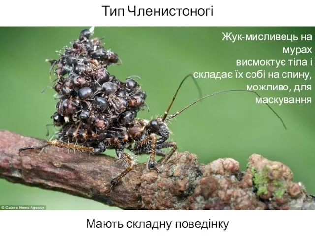Тип Членистоногі Мають складну поведінку Жук-мисливець на мурах висмоктує тіла