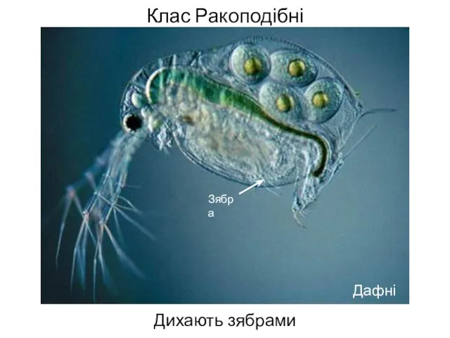 Клас Ракоподібні Дихають зябрами Дафнія Зябра