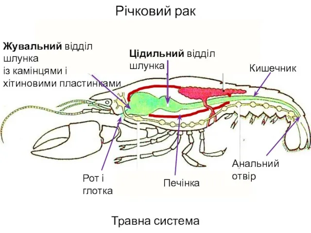 Річковий рак Травна система Рот і глотка Жувальний відділ шлунка