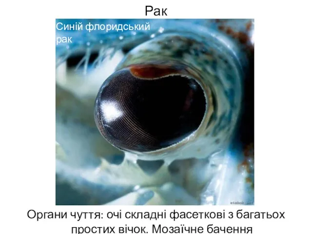 Рак Органи чуття: очі складні фасеткові з багатьох простих вічок. Мозаїчне бачення Синій флоридський рак