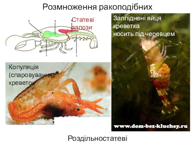 Розмноження ракоподібних Роздільностатеві Статеві залози Копуляція (спаровування) креветок Запліднені яйця креветка носить під черевцем
