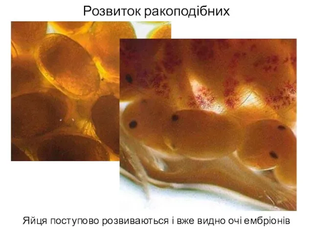 Розвиток ракоподібних Яйця поступово розвиваються і вже видно очі ембріонів