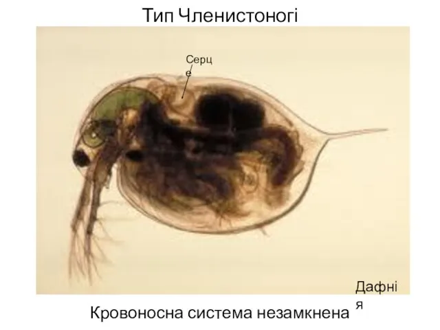 Тип Членистоногі Кровоносна система незамкнена Дафнія Серце