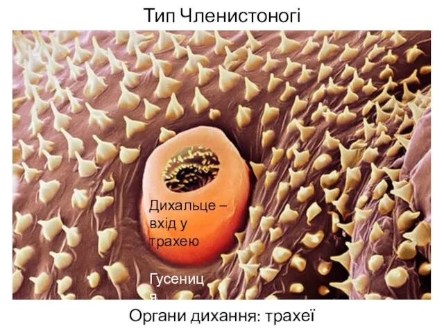 Тип Членистоногі Органи дихання: трахеї Дихальце – вхід у трахею Гусениця