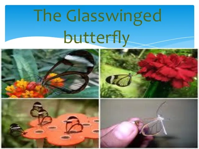 The Glasswinged butterfly