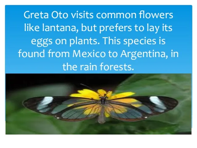 Greta Oto visits common flowers like lantana, but prefers to