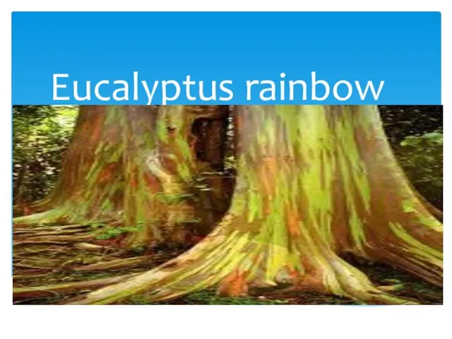 Eucalyptus rainbow