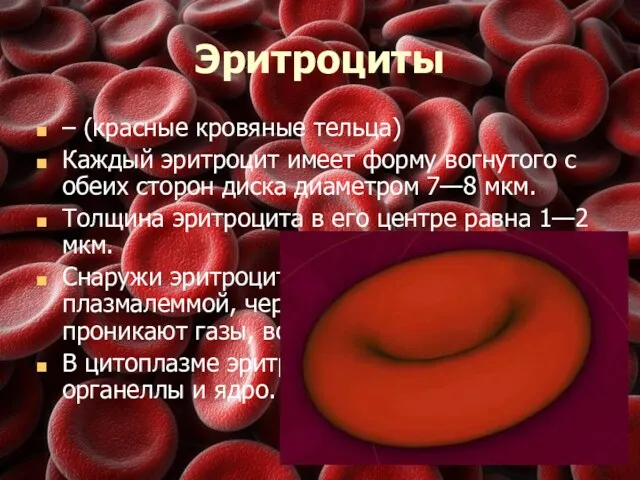 Эритроциты – (красные кровяные тельца) Каждый эритроцит имеет форму вогнутого с обеих сторон