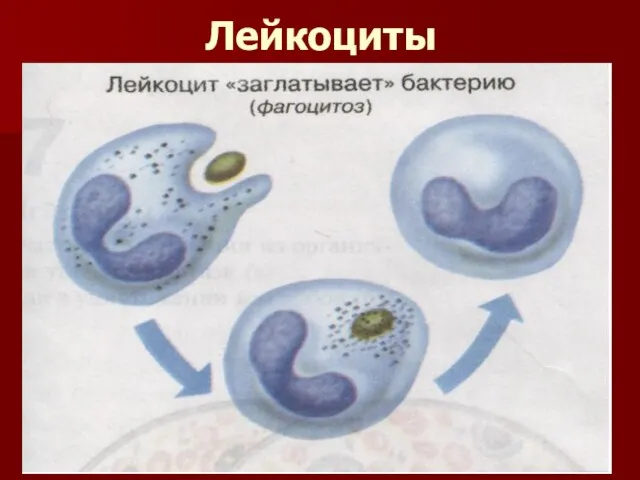 Лейкоциты – белые (бесцветные) кровяные клетки с ядром Имеют разные размеры, форму, строение