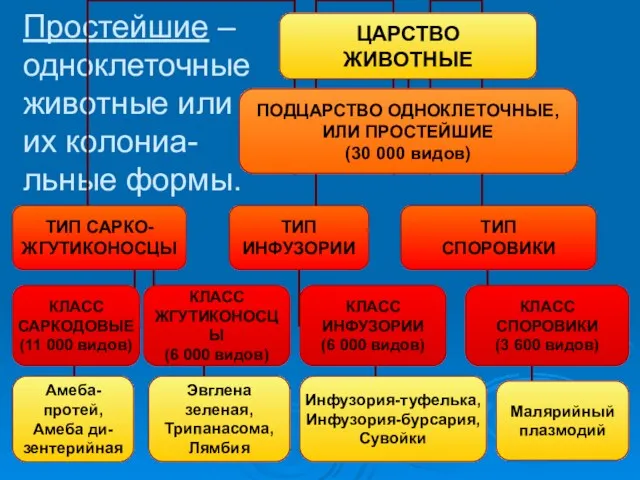 Простейшие – одноклеточные животные или их колониа- льные формы.