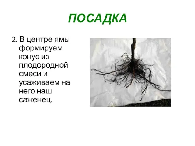 ПОСАДКА 2. В центре ямы формируем конус из плодородной смеси и усаживаем на него наш саженец.