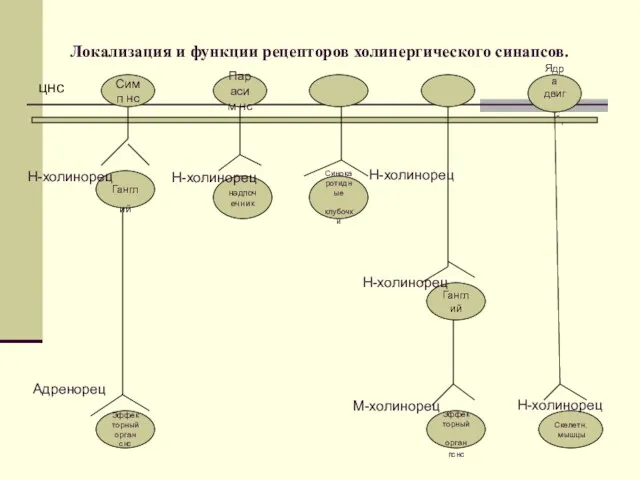 Локализация и функции рецепторов холинергического синапсов. цнс Симп нс Парасим