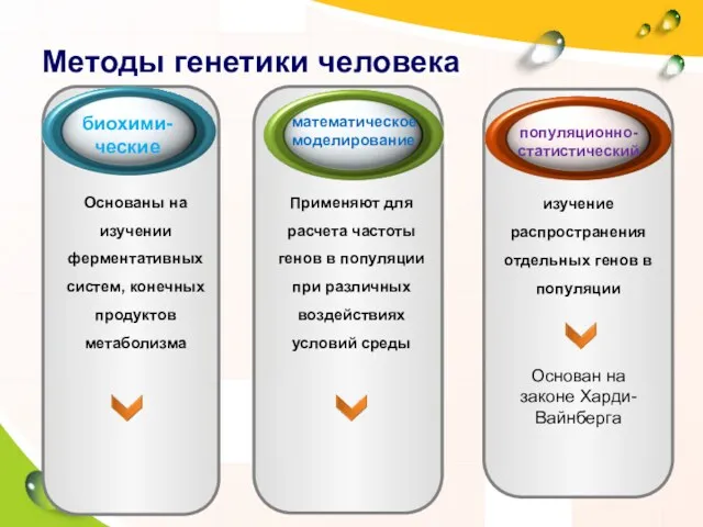 Методы генетики человека Кл. рук. Основаны на изучении ферментативных систем,