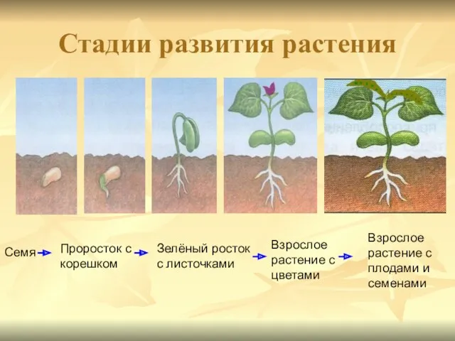Стадии развития растения Семя Проросток с корешком Зелёный росток с