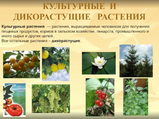 КУЛЬТУРНЫЕ И ДИКОРАСТУЩИЕ РАСТЕНИЯ Культурные растения — растения, выращиваемые человеком