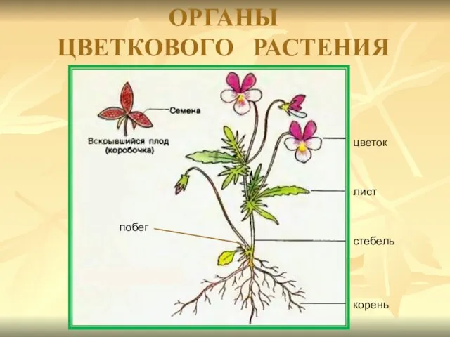 цветок лист стебель корень побег ОРГАНЫ ЦВЕТКОВОГО РАСТЕНИЯ
