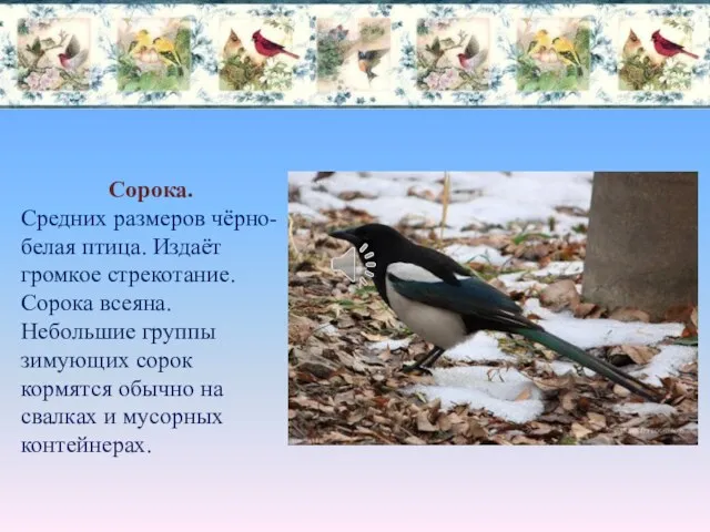 Сорока. Средних размеров чёрно-белая птица. Издаёт громкое стрекотание. Сорока всеяна.