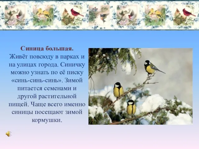 Синица большая. Живёт повсюду в парках и на улицах города.