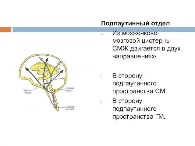 Подпаутинный отдел Из мозжечково-мозговой цистерны СМЖ двигается в двух направлениях: В сторону подпаутинного