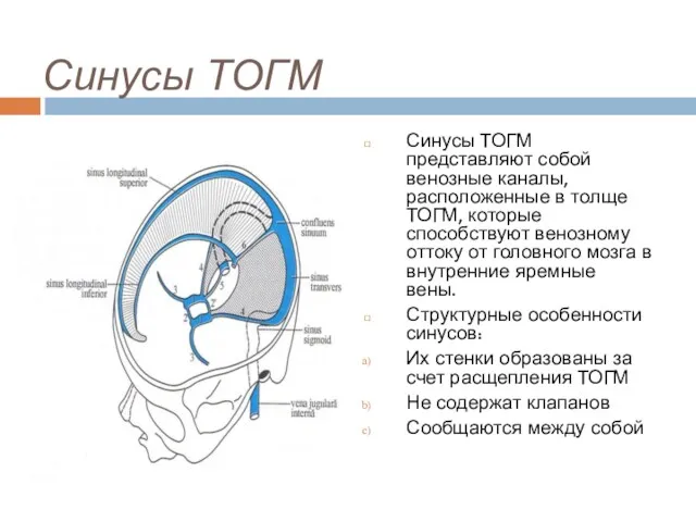 Синусы ТОГМ Синусы ТОГМ представляют собой венозные каналы, расположенные в