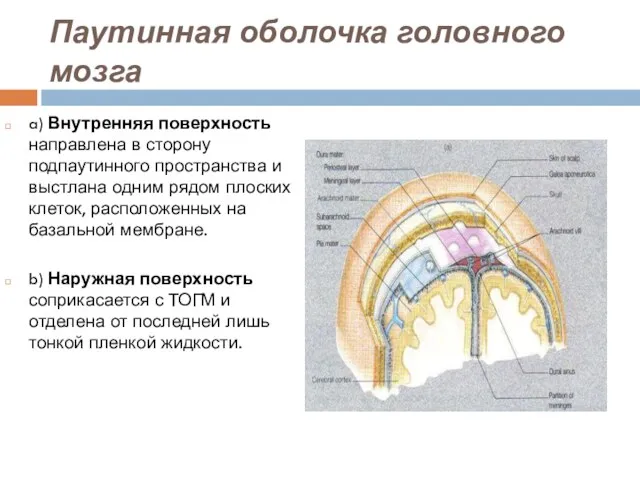 Паутинная оболочка головного мозга a) Внутренняя поверхность направлена в сторону подпаутинного пространства и