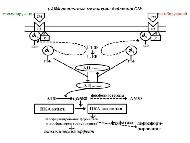 цАМФ-зависимые механизмы действия СМ: стимулирующий ингибирующий