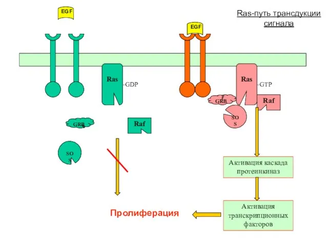 Ras-путь трансдукции сигнала
