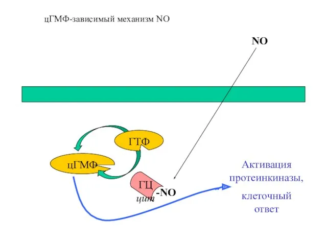 цГМФ ГТФ -NO Активация протеинкиназы, клеточный ответ ГЦ цит NO цГМФ-зависимый механизм NO