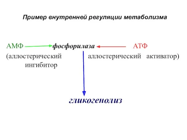 Пример внутренней регуляции метаболизма АМФ фосфорилаза АТФ (аллостерический аллостерический активатор) ингибитор гликогенолиз