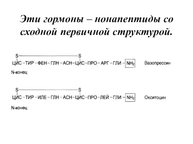 Эти гормоны – нонапептиды со сходной первичной структурой.