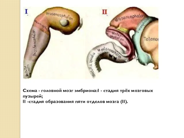 Схема - головной мозг эмбриона:I - стадия трёх мозговых пузырей;