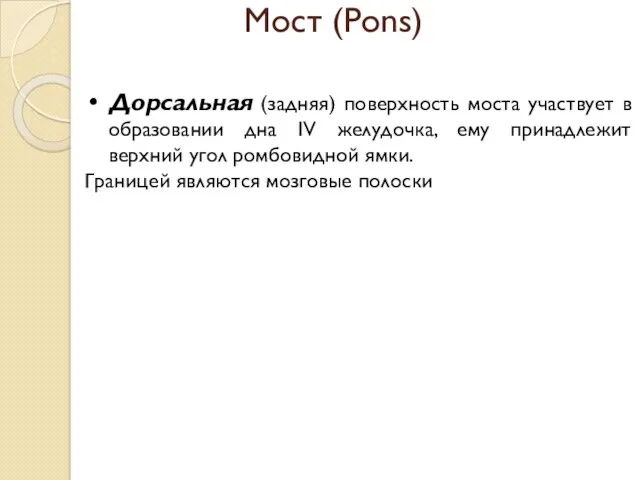 Мост (Pons) Дорсальная (задняя) поверхность моста участвует в образовании дна